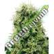 5 UND FEM - PURE POWER PLANT SENSI WHITE LABEL 5 UND FEMINIZADAS