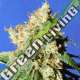 10 UND FEM - BLUEBERRY COOKIES AUTO ORIGINAL SENSIBLE 10 UND FEMINIZADA