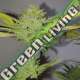 5 UND FEM - DR. LEMON OG EXCLUSIVE SEEDS 5 UND FEM