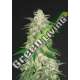 5 UND FEM - GELATO AUTO FASTBUDS SEEDS FEMINIZADA 5 UND