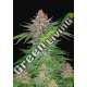 5 UND FEM - STRAWBERRY PIE AUTO FASTBUDS SEEDS FEMINIZADA 5 UND