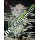 10 UND FEM - SWEET VALLEY KUSH GREEN HOUSE 10 UND FEMINIZADAS