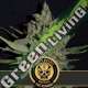 9 UND FEM - SANTA MUERTE FBV BLIMBURN SEEDS 9 UND FEMINIZADAS