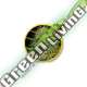 15 UND REG - MR. JACK MASS MR. HIDE SEEDS 15 UND REG