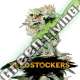 25 UND FEM - CBD CRITICAL XXL AUTO SEEDSTOCKERS 25 UND FEMINIZADAS