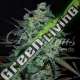 5 UND FEM - NORTHERN LIGHT BLUE THC-FREE DELICIOUS 5 UND FEMINIZADAS