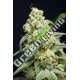 6 UND FEM - HERE COMES THE BARB HOUSE OF THE GREAT GARDENER FEMINIZADA 6 UND