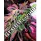 10 UND FEM - CHERRY PIE FEMALE SEEDS 10 UND FEMINIZADAS