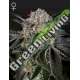 10 UND FEM - WONDER PIE GREEN HOUSE 10 UND FEMINIZADAS