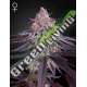 10 UND FEM - KING'S JUICE GREEN HOUSE 10 UND FEMINIZADAS