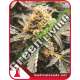 10 UND FEM - RECOVERY CBD MEDICAL SEEDS 10 UND FEM