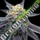6 UND FEM - SSOG DNA GENETICS FEMINIZADA 6 UND