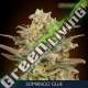 25 UND FEM - SOMANGO GLUE ADVANCED SEEDS 25 UND FEM