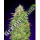 25 UND FEM - CRITICAL POISON FAST 00SEEDS 25 UND FEMINIZADAS