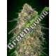 25 UND FEM - GORILLA 00SEEDS 25 UND FEMINIZADAS