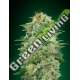 25 UND FEM - WHITE WIDOW CBD 00SEEDS 25 UND FEMINIZADAS