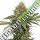 25 UND FEM - FRUIT CAKE SEEDSTOCKERS 25 UND FEMINIZADAS