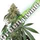 25 UND FEM - COOKIES FAST FEM SEEDSTOCKERS 25 UND FEMINIZADAS