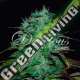 10 UND FEM - CHOCOBANG (SATIVA LINE) DELICIOUS 10 UND FEMINIZADAS