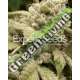 15 UND FEM - GORILLA WHITE WIDOW EXPERT SEEDS 15 UND FEMINIZADAS
