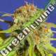 25 UND FEM - BRUCE BANNER 3 AUTO ORIGINAL SENSIBLE 25 UND FEMINIZADAS