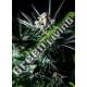 50 UND FEM - AMAZING AUTO ABSOLUTE CANNABIS SEEDS 50 UND FEM
