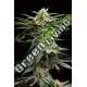 10 UND FEM - LINGERIE HUMBOLDT SEEDS 10 UND FEM FEMINIZADAS
