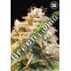 100 UND FEM - GUERILLA GLUE BULK SEED 100 UND FEM