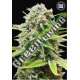 100 UND FEM - AUTO GUERILLA GLUE BULK SEED 100 UND FEM