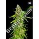 100 UND FEM - GRANDE CRACK BULK SEED 100 UND FEM