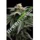 10 UND FEM - L.A. GELATO HUMBOLDT SEEDS 10 UND FEM FEMINIZADAS