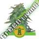 100 UND FEM - ROYAL HAZE AUTOMATIC ROYAL QUEEN 100 UND FEMINIZADAS