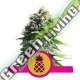 100 UND FEM - PINEAPPLE KUSH ROYAL QUEEN 100 UND FEMINIZADAS