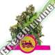 100 UND FEM - CANDY KUSH EXPRESS-FAST ROYAL QUEEN 100 UND FEMINIZADAS