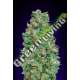 100 UND FEM - AUTO BLUEBERRY 00SEEDS 100 UND FEMINIZADAS