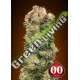 100 UND FEM - AUTO SWEET SOMANGO 00SEEDS 100 UND FEMINIZADAS