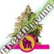 100 UND FEM - ROYAL GORILLA USA PREMIUM ROYAL QUEEN 100 UND FEMINIZADAS