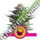 100 UND FEM - AMNESIA HAZE ROYAL QUEEN 100 UND FEMINIZADAS