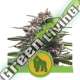 100 UND FEM - ROYAL GORILLA AUTOMATIC USA PREMIUM ROYAL QUEEN 100 UND FEMINIZADAS