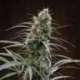 10 UND REG - CONGO * ACE SEEDS 10 UND REGULARES