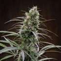 10 UND REG - CONGO * ACE SEEDS 10 UND REGULARES