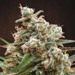 10 UND REG - NEPALESE JAM * ACE SEEDS 10 UND REGULARES