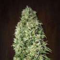 10 UND REG - ORIENT EXPRESS * ACE SEEDS 10 UND REGULARES