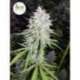 10 UND REG - BANGI HAZE * ACE SEEDS 10 UND REGULARES