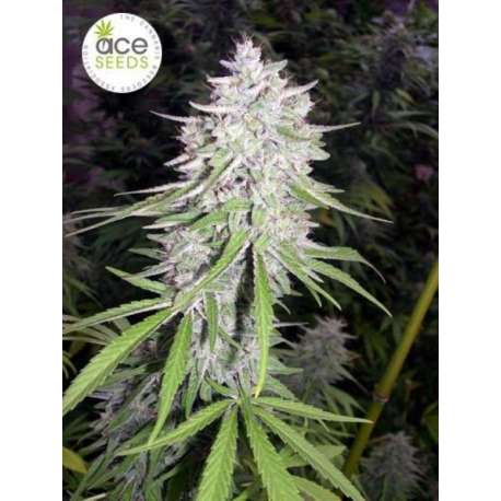 10 UND REG - BANGI HAZE * ACE SEEDS 10 UND REGULARES