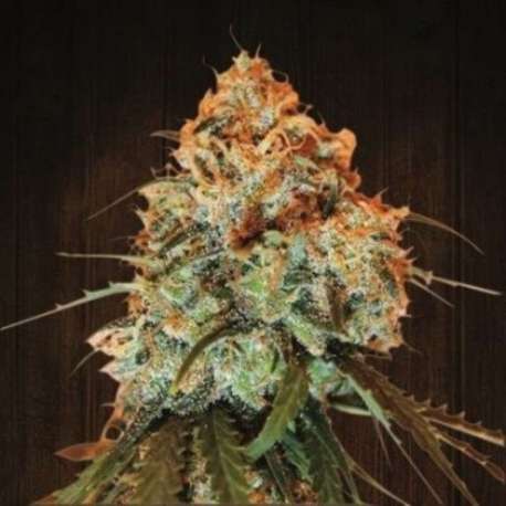 10 UND REG - GOLDEN TIGER * ACE SEEDS 10 UND REGULAR