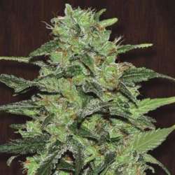 10 UND REG - MALAWI * ACE SEEDS 10 UND REGULARES