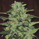 10 UND REG - MALAWI * ACE SEEDS 10 UND REGULARES