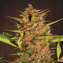 10 UND REG - PAKISTAN CHITRAL KUSH * ACE SEEDS 10 UND REGULARES