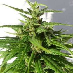 10 UND REG - GREEN HAZE REGULAR * ACE SEEDS 10 UND REGULARES